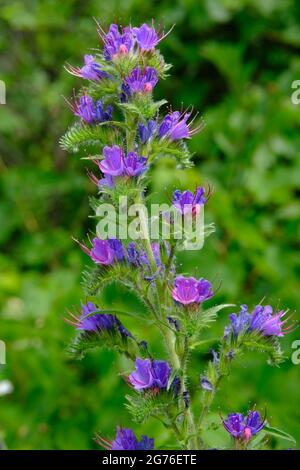 Schöne violette Blüten einer Gemeinen Otter bugloss (Echium vulgare). Stockfoto