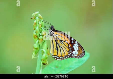 Gestreifter Tiger, Danaus Genutia, Schmetterling, der sich von Blumen mit Kopieplatz ernährt Stockfoto