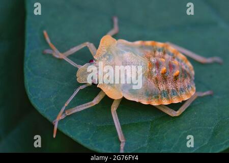 Die unpigmentierte Nymphe eines rotbeinigen Schildbugs, der gerade die Haut auf einem grünen Blatt veränderte Stockfoto