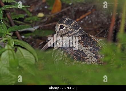 Eurasian Woodcock (Scolopax rusticola) Erwachsener zwischen Vegetation auf dem Waldboden Doi Inthanon NP, Thailand November Stockfoto