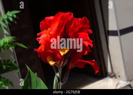 Eine Nahaufnahme von blühenden roten Canna-Blüten Stockfoto
