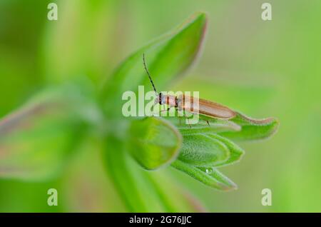 Click Beetle Denticollis linearis close-up thront auf einem Blatt Stockfoto