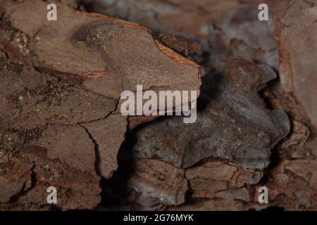 Geprägte Baumrindenstruktur. Foto der Holzstruktur. Stockfoto