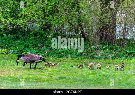 Fütterungszeit für Kanadagänse. Ein Gefecht von sehr jungen Küken mit zwei Erwachsenen in einem Park. Gemischte Familie. Gänse legen in der Regel fünf oder sechs Eier. Stockfoto