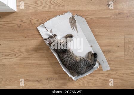 Grau gestromte Kätzchen legen sich in zerrissenen Pappkartons auf den Boden. Lustige Katze spielen zu Hause. Entspannt in einer Kiste auf dem Boden schlafen. Blick von oben, Holzfußboden Stockfoto