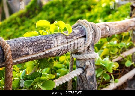 Nahaufnahme eines alten Holzzauns, der mit Leinenseilen und grüner Vegetation bedeckt ist. Stockfoto