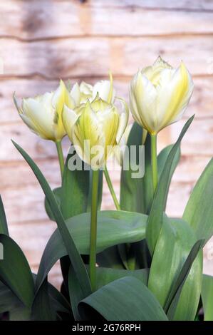 Nahaufnahme des exotischen Kaisers eine weiße mit grünem Blitz und hellgelben Markierungen Doppeltulip aus der Fosteriana-Gruppe der Tulpen Division 13 Stockfoto