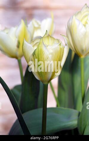 Nahaufnahme des exotischen Kaisers eine weiße mit grünem Blitz und hellgelben Markierungen Doppeltulip aus der Fosteriana-Gruppe der Tulpen Division 13 Stockfoto