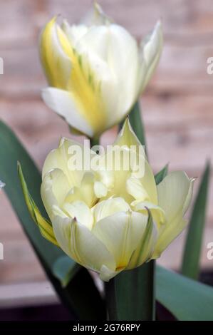 Nahaufnahme des exotischen Kaisers eine weiße mit grünem Blitz und hellgelben Markierungen Doppeltulip aus der Fosteriana-Gruppe der Tulpen Division 13 Stockfoto