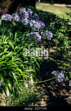 Afrikanische Lilie im Stadtpark von Porto, Portugal. Stockfoto