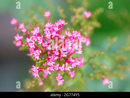 Schöner roter Baldrian (Centranthus ruber), der in einem Wiltshire-Naturschutzgebiet wild wächst Stockfoto