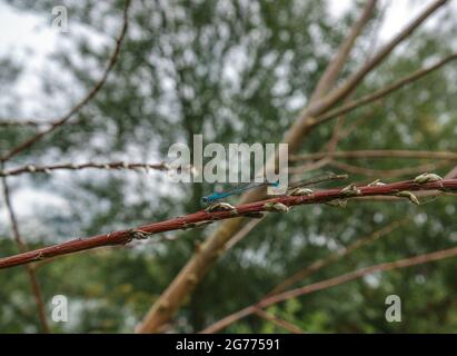 Nahaufnahme der schönen gebänderten demoiselle (Calopteryx splendens)-Damselfliege Stockfoto