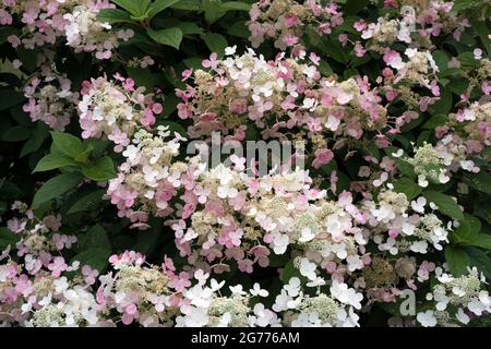 Weiße und blassrosa Blüten eines kleinen Hortensienbaums im Sommer. Stockfoto
