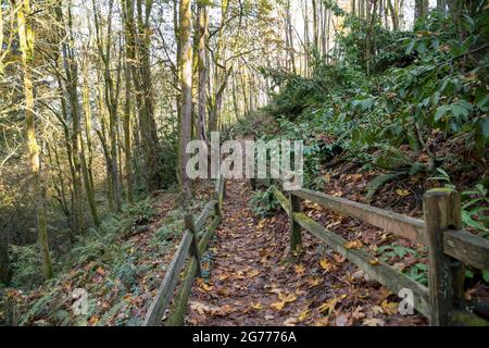 Trail in den Wäldern mit gefallenen Blättern in Tacoma, Washington Stockfoto
