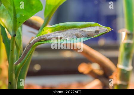 Ein kleiner Haubengecko (Correlophus ciliatus) schläft auf dem Blatt. Es handelt sich um eine Geckoart, die im südlichen Neukaledonien beheimatet ist. Stockfoto