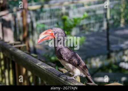 Der gekrönte Hornbill (Lophoceros alboterminatus) ist ein afrikanischer Hornbill. Sie ernährt sich hauptsächlich in Bäumen, wo sie sich von Insekten ernährt. Stockfoto