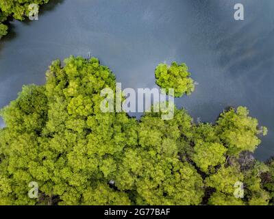 Luftdrohnenaufnahme von Fluss- und Mangrovenbäumen in hoher Dichte im Golf von Guayaquil, Ecuador. Blick direkt auf den Wald und den Fluss. Stockfoto