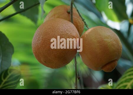 Nahaufnahme von bunten rosa Zitronen auf einem Ast. Stockfoto