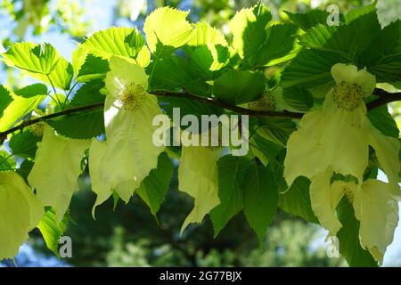 Weiße Deckblätter oder Blätter von Davidia involucrata (Geisterbaum, Taschentuch oder Taubenbaum sind die Spitznamen) Stockfoto