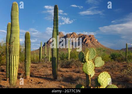 Ironwood Forest National Monument AZ / AUG Junge saguaro Kakteen mit Kakteen aus Kakteen und Kakteen aus Kakteen aus Kakteen der zerklüfteten Top Mountains unter einem blauen Himmel Stockfoto