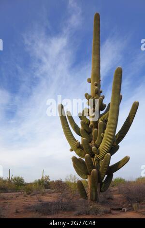 Ironwood Forest National Monument AZ / APRIL diffuses Licht am späten Nachmittag erwärmt einen vielarmigen saguaro, der von blauem Himmel mit Zirruswolken unterlegt wird. Stockfoto