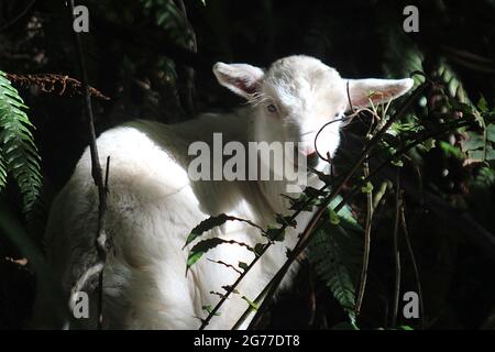 Jungziege (Capra hircus) im neuseeländischen Busch Stockfoto