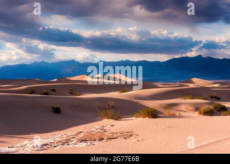 Mesquite flache Sanddünen Stockfoto