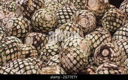 Herzen von blauen Agavenkakteen, die bei der Herstellung von Tequila verwendet werden Stockfoto