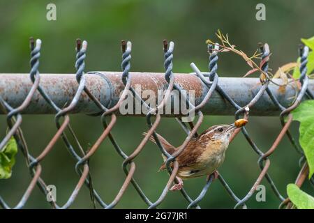 Carolina Wren thronte auf einem Zaun mit June Bug im Mund Stockfoto