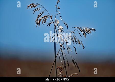 Feld von 20 Hektar harten roten Winterweizen (Triticum aestivum) trocknet in der Sonne bereit, später am Tag geschnitten werden Kredit: Mark Reinstein / MediaPunch Stockfoto