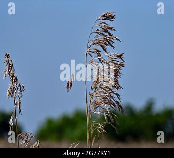 Feld von 20 Hektar harten roten Winterweizen (Triticum aestivum) trocknet in der Sonne bereit, später am Tag geschnitten werden Kredit: Mark Reinstein / MediaPunch Stockfoto