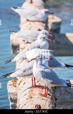 Eine Reihe von Möwen liegt auf einem alten Seebrücke. Möwen ruhen auf dem Wellenbrecher. Die europäische Heringsmöwe, Larus argentatus Stockfoto