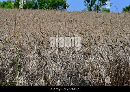 Feld von 20 Hektar harten roten Winterweizen (Triticum aestivum) trocknet in der Sonne bereit, später am Tag geschnitten werden Kredit: Mark Reinstein / MediaPunch Stockfoto