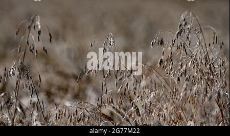 Feld von 20 Hektar harten roten Winterweizen (Triticum aestivum) trocknet in der Sonne bereit, später am Tag geschnitten werden Kredit: Mark Reinstein / MediaPunch Stockfoto