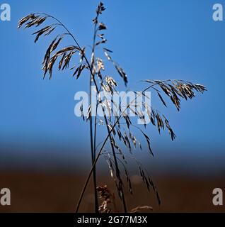 Feld von 20 Hektar harten roten Winterweizen (Triticum aestivum) trocknet in der Sonne bereit, später am Tag geschnitten werden Kredit: Mark Reinstein / MediaPunch Stockfoto