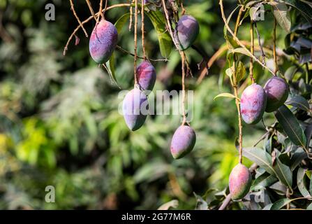Rote Mangos auf den Ästen von Mangobäumen in Mangoplantagen in Punjab, Pakistan, produzieren die besten Mangos der Welt Stockfoto
