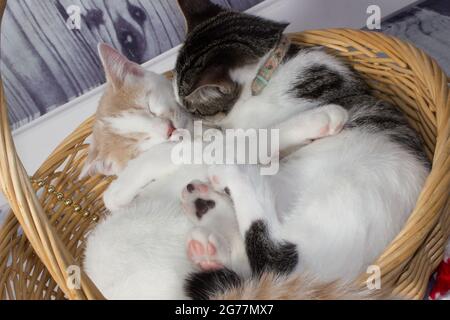 Kleine Kätzchen kuscheln beim Nickerchen im Korb Stockfoto