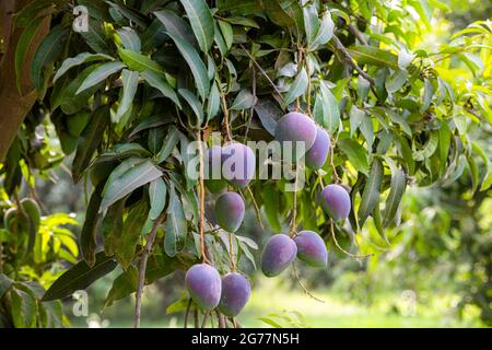 Rote Mangos auf den Ästen von Mangobäumen in Mangoplantagen in Punjab, Pakistan, produzieren die besten Mangos der Welt Stockfoto