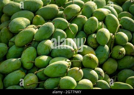 Gelbe zerrissene Mangos auf dem Markt, viele Mangos auf dem Obstmarkt in Pakistan, Pakistan, produzieren die besten Mangos der Welt Stockfoto