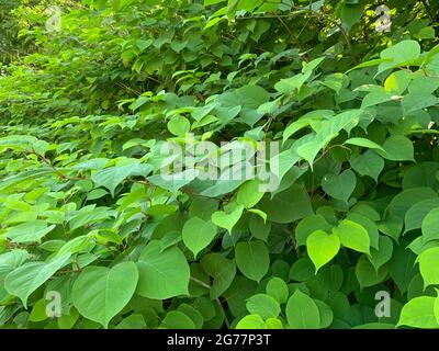 Reynoutria japonica, invasive Art, Busch mit grünen Blättern. Stockfoto