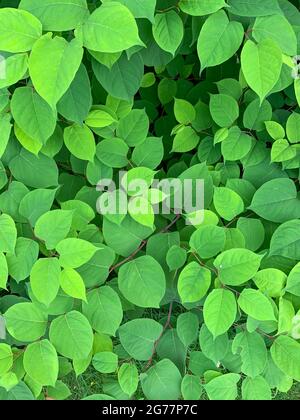 Reynoutria japonica, invasive Art, Busch mit grünen Blättern. Stockfoto