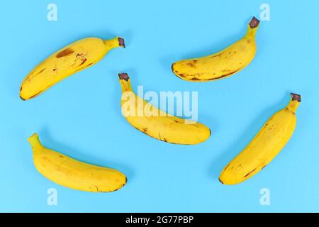 Ein paar kleine Snack-Bananen auf hellblauem Hintergrund Stockfoto