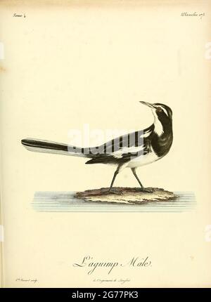 Bergeronnette grise Motacilla alba - White Wagtail [hier als Aguimp , ou la Lavandière-Pie] aus dem Buch Histoire naturelle des oiseaux d'Afrique [Naturgeschichte der Vögel Afrikas] Band 4, von Le Vaillant, Francois, 1753-1824; Publizieren in Paris von chez J.J. Fuchs, Bibliothekar 1805 Stockfoto