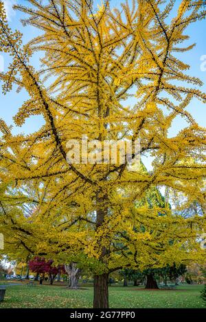 Nahaufnahme eines leuchtend gelben Baumes in einem leeren Park Stockfoto