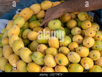 Gelbe zerrissene Mangos auf dem Markt, viele Mangos auf dem Obstmarkt in Pakistan, Pakistan, produzieren die besten Mangos der Welt Stockfoto