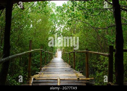 Brücke im Mangrovenwald Stockfoto