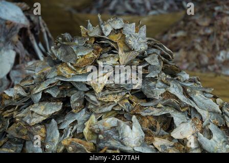 Getrockneter Fisch zum Verkauf auf dem Markt Stockfoto