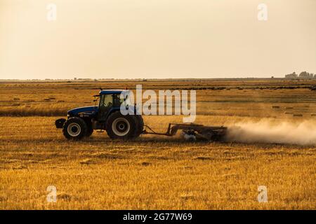 Traktor, der bei Sonnenuntergang im Weizenfeld arbeitet, Vorort von Gorgan, Provinz Golestan, Iran, Persien, Westasien, Asien Stockfoto