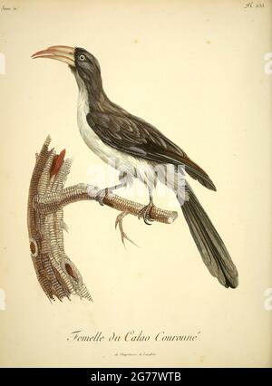 Calao couronné Lophoceros alboterminatus - gekrönter Hornbill aus dem Buch Histoire naturelle des oiseaux d'Afrique [Naturgeschichte der Vögel Afrikas] Band 5, von Le Vaillant, Francois, 1753-1824; Publizieren in Paris von Kaz J.J. Fuchs, Bibliothekar 1799 Stockfoto