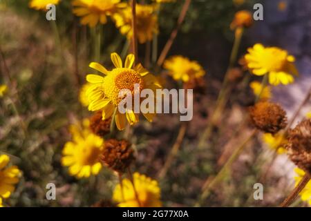 Nahaufnahme von lebhaften Eriophyllum lanatum-Blüten, auch bekannt als gewöhnliche Wollblumenblume in einem hellen Feld Stockfoto